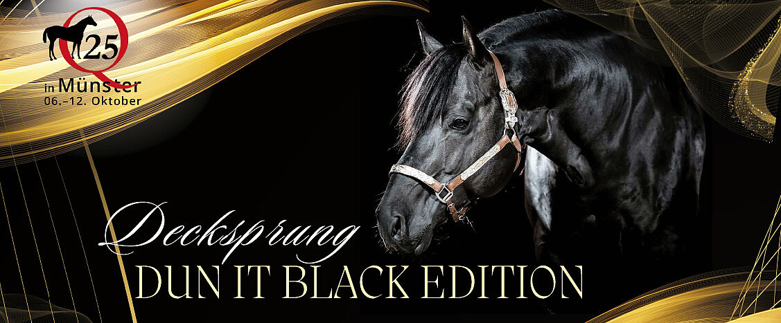 Ein schwarzer Hengst ist vor dunklem Hintergrund stilvoll in Szene gesetzt. Grafische Goldakzente und der Schriftzug „Decksprung – Dun It Black Edition“ verleihen dem Motiv einen edlen, werblichen Charakter.