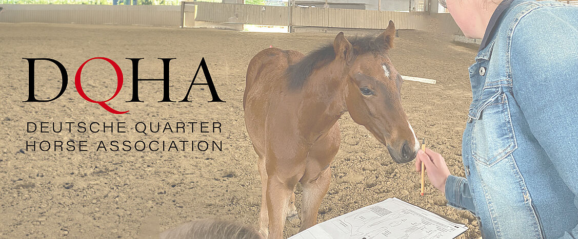 In einer Reithalle steht ein braunes Fohlen vor einer Person, die mit einem Stift auf ein Blatt mit Zeichnungen zeigt. Links im Bild steht der Text „DQHA – Deutsche Quarter Horse Association“.