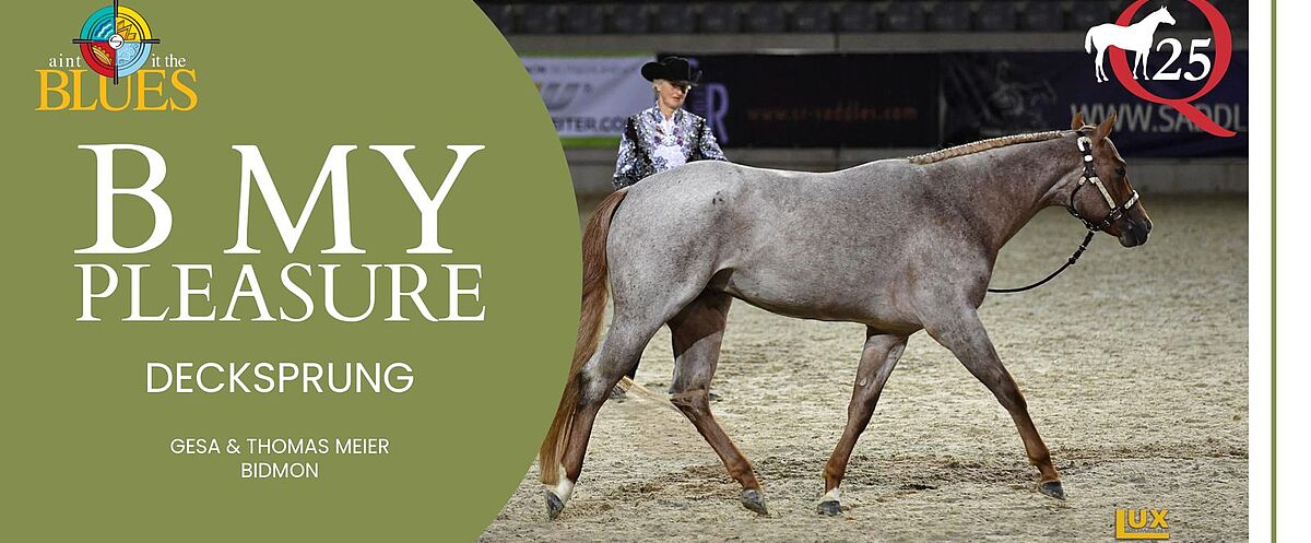 Ein geschecktes Showpferd wird im Schritt in einer Reithalle präsentiert, geführt von einer Reiterin in glitzerndem Showoutfit. Links stehen die Informationen „B MY PLEASURE – Decksprung“ mit Züchternennung, rechts oben ist das Q25-Logo zu sehen.