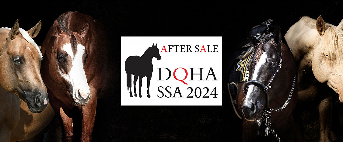 Vier Pferdeköpfe vor schwarzem Hintergrund, jeweils angeschnitten von den Seiten, zwei links und zwei rechts. In der Mitte ein weißes Feld mit schwarzer Pferdesilhouette und dem Text „AFTER SALE DQHA SSA 2024“.