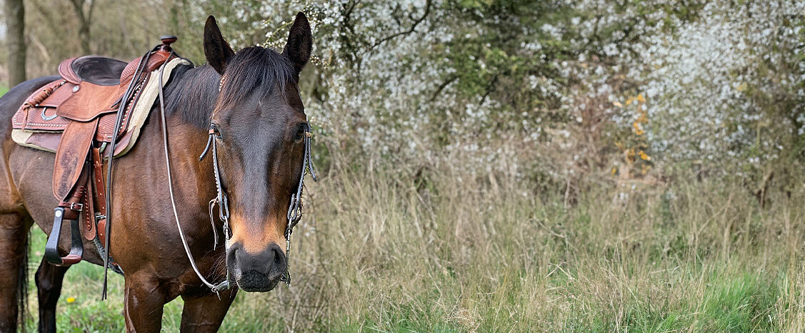Ein gesatteltes braunes Pferd steht im Gras vor Sträuchern und Bäumen und blickt zur Kamera.
