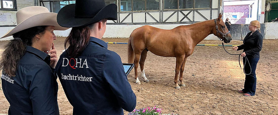 Zwei Personen in Westernhüten mit Jacken mit der Aufschrift „DQHA Zuchtrichter“ begutachten ein braunes Pferd, das in einer Reithalle von einer weiteren Person im Stand vorgeführt wird. Sandboden, Hallenbande und Fensterfront im Hintergrund.