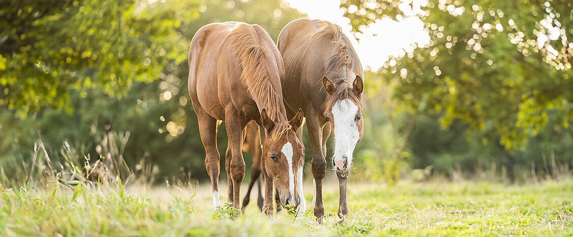Zwei braune Pferde mit weißen Abzeichen am Kopf stehen dicht nebeneinander auf einer grünen Wiese und grasen. Im Hintergrund sind Bäume und unscharfes Grün zu sehen.
