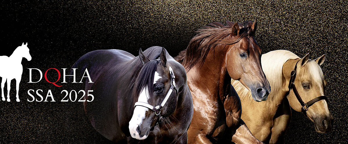 Drei Quarter Horses stehen nebeneinander vor einem dunklen, goldgesprenkelten Hintergrund: links ein dunkles Pferd mit weißer Blesse, in der Mitte ein braunes Pferd mit wallender Mähne, rechts ein helles Palomino. Links im Bild befindet sich das Logo „DQHA SSA 2025“ mit stilisierter Pferdesilhouette.