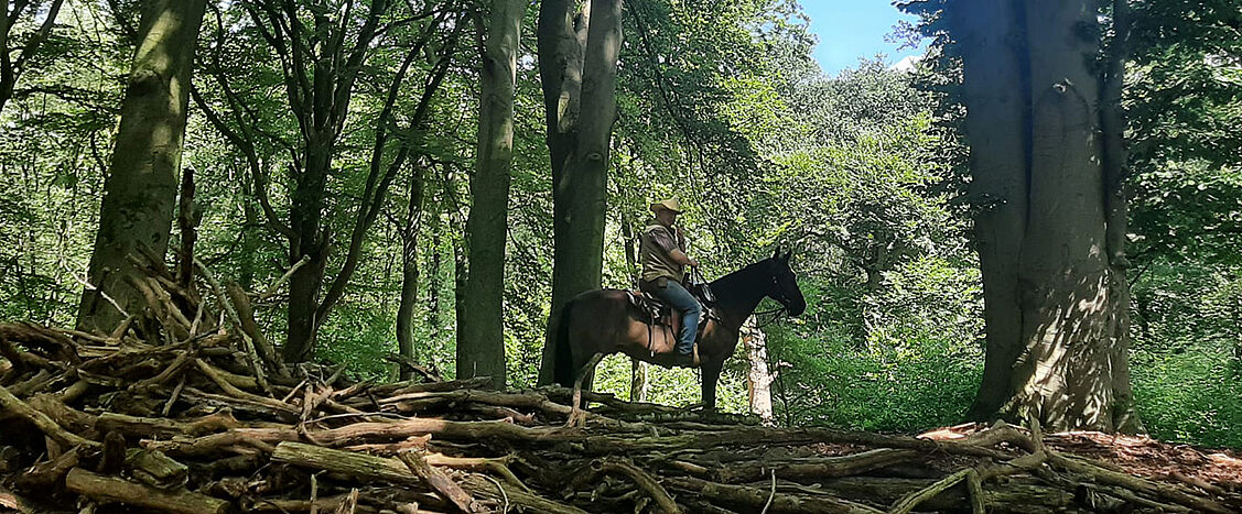 Eine Person mit Cowboyhut sitzt auf einem Pferd in einem dichten Wald. Im Vordergrund liegen aufgeschichtete Äste und Baumstämme, das Sonnenlicht fällt durch die grünen Blätter und erzeugt eine ruhige, naturnahe Stimmung.