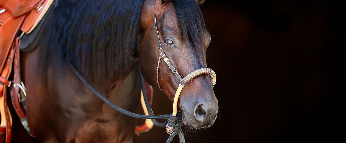 Ein dunkelbraunes Pferd mit schwarzer Mähne trägt ein Westernzaumzeug und einen Sattel; es ist seitlich vor schwarzem Hintergrund zu sehen.