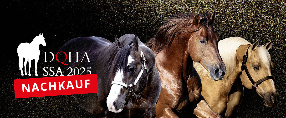 Grafisches Banner zur DQHA Stallion Service Auction 2025. Vor dunklem, goldgesprenkeltem Hintergrund sind drei Pferde nebeneinander dargestellt: links ein dunkelbraunes Pferd mit weißer Blesse und Halfter, in der Mitte ein kräftiges braunes Pferd mit wallender Mähne, rechts ein helles Palomino-Pferd mit Halfter. Links im Bild befindet sich das DQHA-Logo mit Pferdesilhouette sowie der Text „DQHA SSA 2025“. Ein rotes, schräg platziertes Rechteck mit der Aufschrift „Nachkauf“ weist auf die Möglichkeit des nachträglichen Kaufs hin.