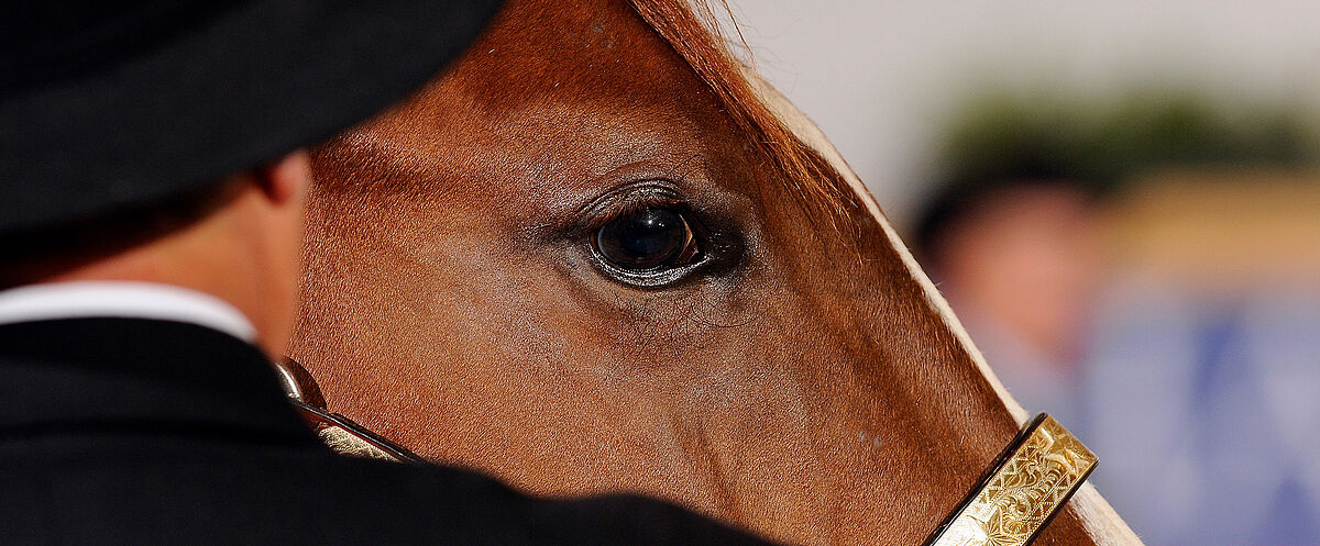 Nahaufnahme des Kopfes eines braunen Quarter Horses mit glänzendem Auge und feinem Showhalfter; im Vordergrund teilweise verdeckt durch den schwarzen Hut und Anzug einer Person, der Hintergrund ist unscharf mit Zuschauern.