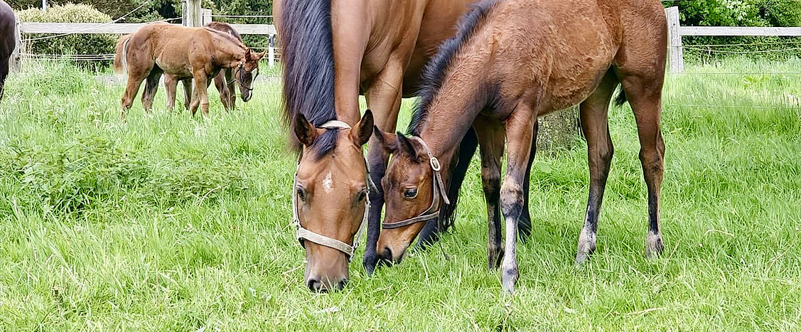 Eine Stute und ihr Fohlen grasen dicht nebeneinander auf einer grünen Wiese; im Hintergrund stehen weitere Stuten mit Fohlen hinter einem Holzzaun.