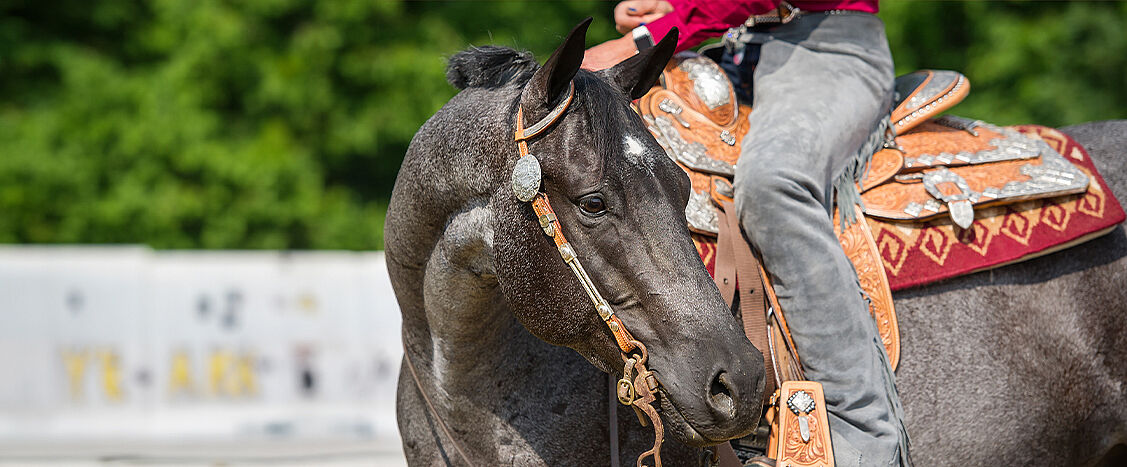 Nahaufnahme eines gesattelten Pferdes mit grauem Fell, das den Kopf leicht zur Seite neigt; der Reiter sitzt im Westernsattel. Im Hintergrund ist unscharf eine grüne Umgebung zu sehen.