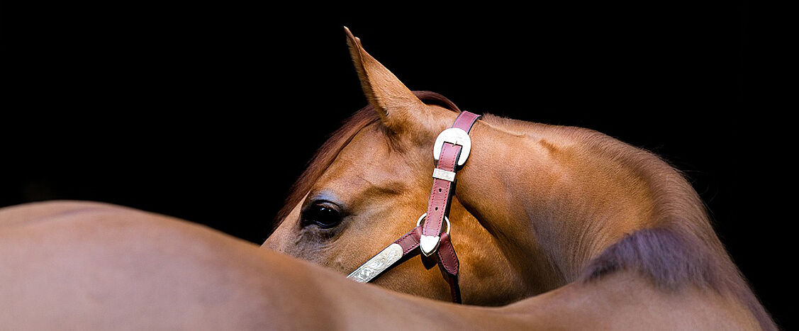 Ein edler brauner Hengst blickt ruhig über den Rücken eines anderen Pferdes hinweg, sein Kopf im Profil vor tiefschwarzem Hintergrund. Das Licht betont Fellglanz, Auge und das hochwertige Lederhalfter und verleiht dem Bild eine elegante, ruhige Wirkung.