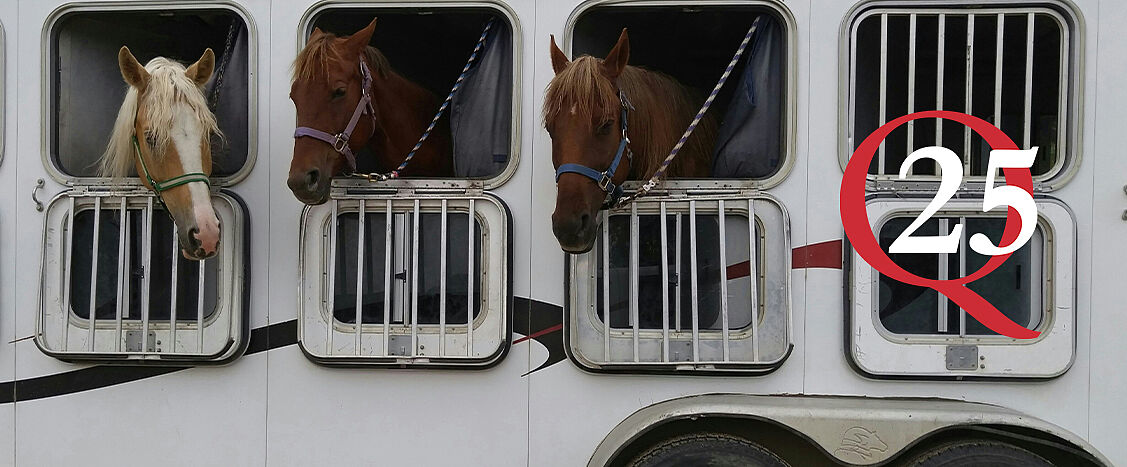 Mehrere Pferde schauen neugierig aus den geöffneten Fenstern eines Pferdetransporters. Das Motiv vermittelt Anreise-Stimmung und Vorfreude auf die Q25.
