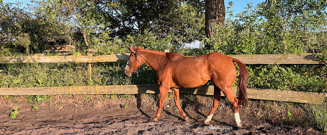 Ein braunes Pferd mit Halfter geht seitlich an einem Holzzaun entlang auf einem sandigen Weg; im Hintergrund sind Bäume und Sträucher zu sehen, unten rechts steht der Text „MWVL 2025“.