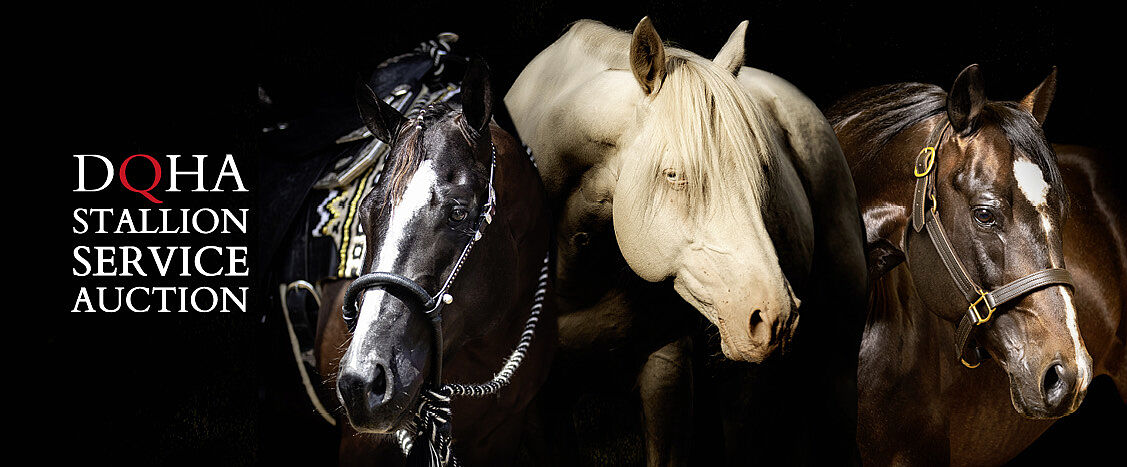 Drei Pferdeköpfe nebeneinander vor schwarzem Hintergrund. Links steht der Text „DQHA Stallion Service Auction“.