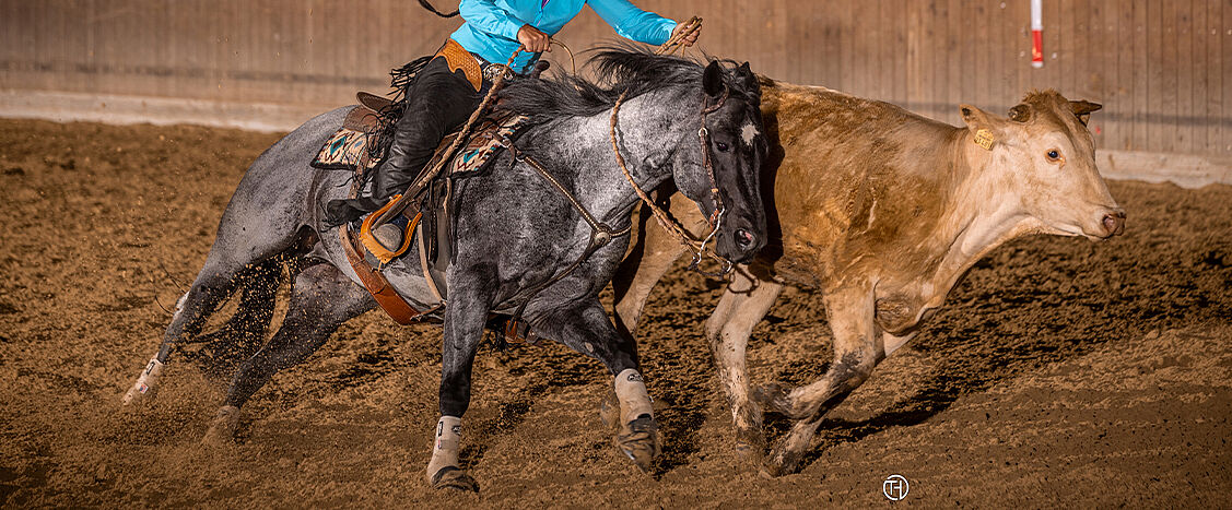 Ein Reiter im Westernsattel lenkt ein graues Pferd schnell und präzise hinter einer Kuh durch die Reithalle. Erde spritzt auf, während Pferd und Rind in enger Bewegung gezeigt werden.