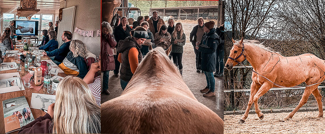 Dreiteiliges Bild: links ein Seminar mit Teilnehmenden an Tischen, in der Mitte eine Gruppe bei der Pferdebeurteilung, rechts ein Pferd in Bewegung an der Longe.