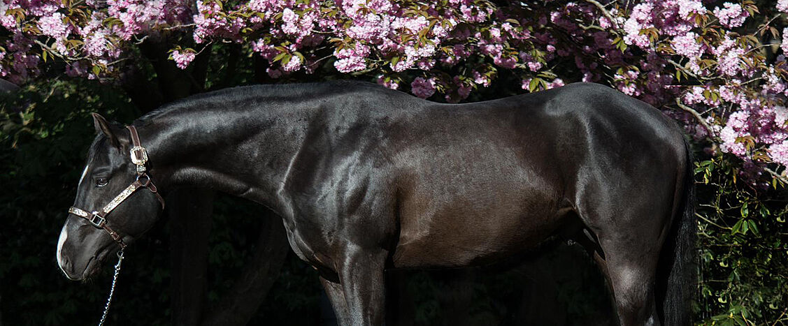 Schwarzes Pferd steht seitlich vor blühenden rosa Kirschblüten, gut beleuchtet, ruhige und elegante Szene.