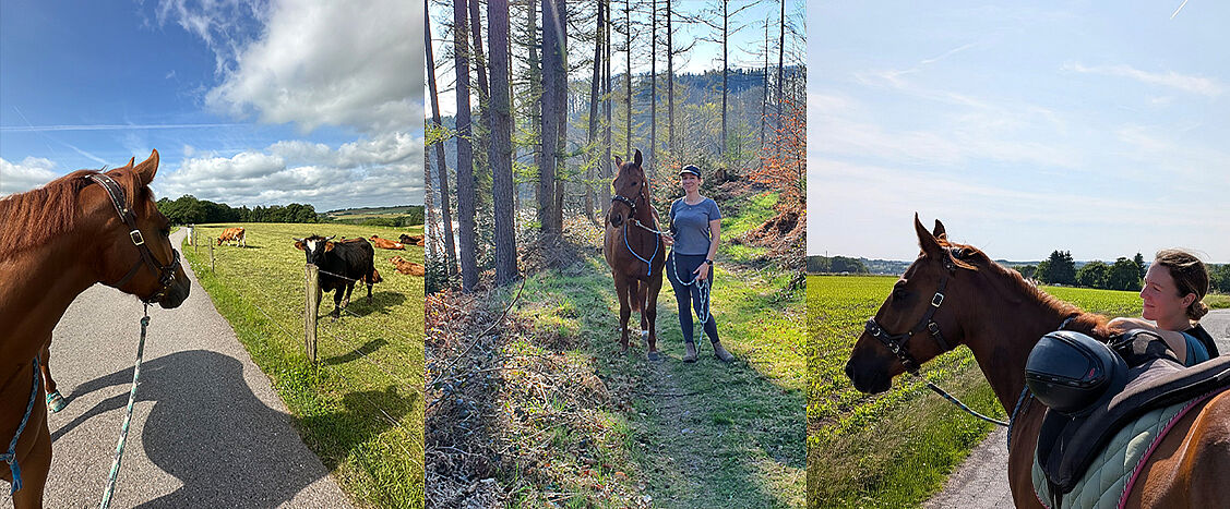 Dreiteilige Bildcollage mit einem Pferd in ländlicher Umgebung: links ein Pferd an der Straße blickt zu Kühen auf einer Weide, in der Mitte steht eine Person mit einem Pferd auf einem Waldweg, rechts schaut ein gesatteltes Pferd mit einer Person vom Weg über ein grünes Feld.
