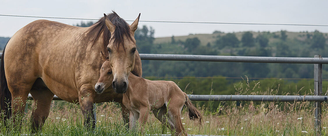 Eine Stute steht auf einer Wiese neben ihrem Fohlen, das sich eng an sie schmiegt. Im Hintergrund sind eine Metallzaunreihe und eine hügelige Landschaft zu sehen.