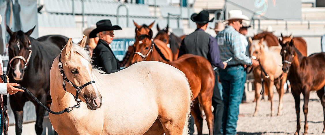 Pferde und Reiter auf einem Reitplatz