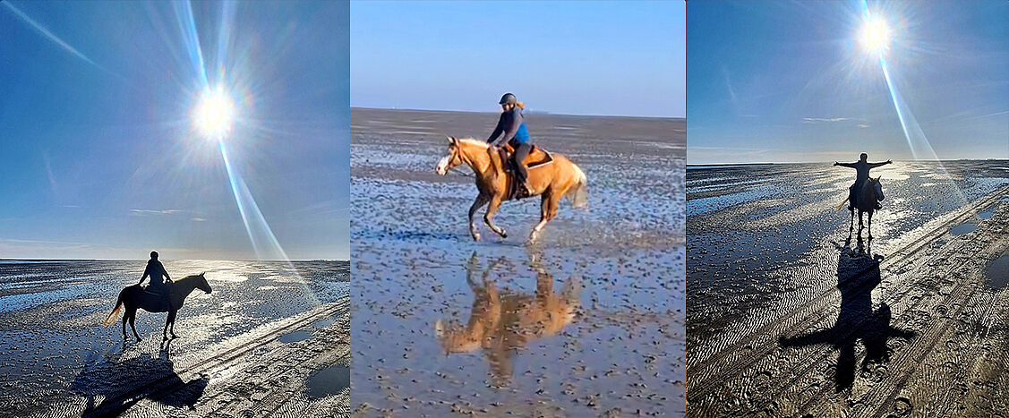 Dreiteilige Bildcollage eines Strandausritts bei Ebbe: links und rechts reitet eine Person im Gegenlicht der tief stehenden Sonne über den nassen Sand, in der Mitte reitet eine Person auf einem hellen Pferd durch flaches Wasser mit Spiegelung.