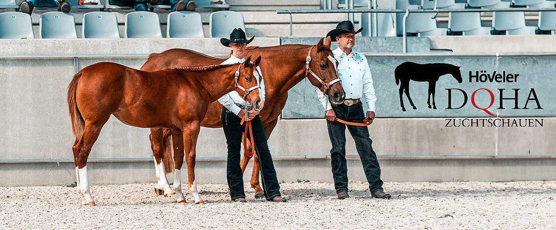 Zwei Personen mit schwarzen Westernhüten stehen mit einer Stute und ihrem Fohlen in einer Reithalle mit Tribünen im Hintergrund. Rechts ist das Logo „Höveler DQHA Zuchtschauen“ mit Pferdesilhouette zu sehen.