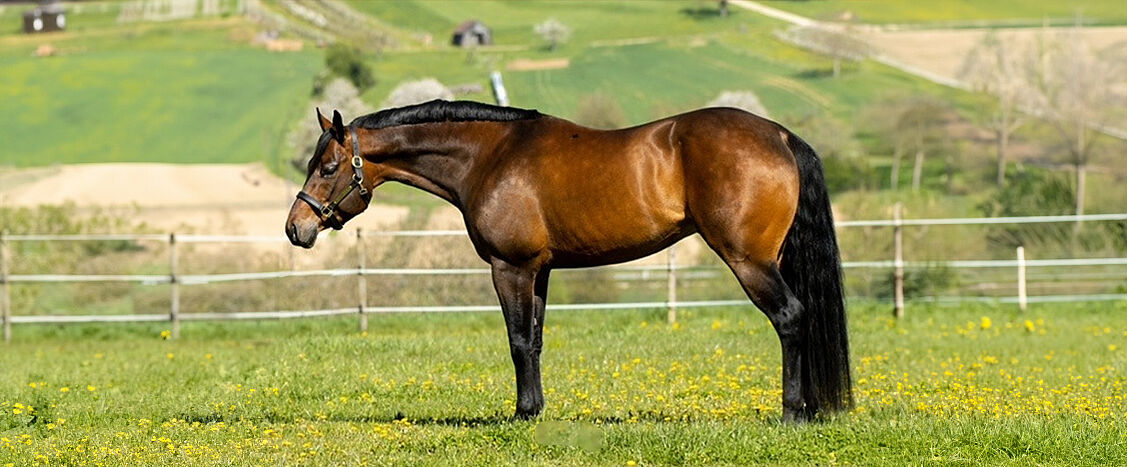 Brauner Quarter Horse steht seitlich auf grüner Wiese, mit schwarzer Mähne und Schweif, im Hintergrund Zaun und Hügellandschaft.